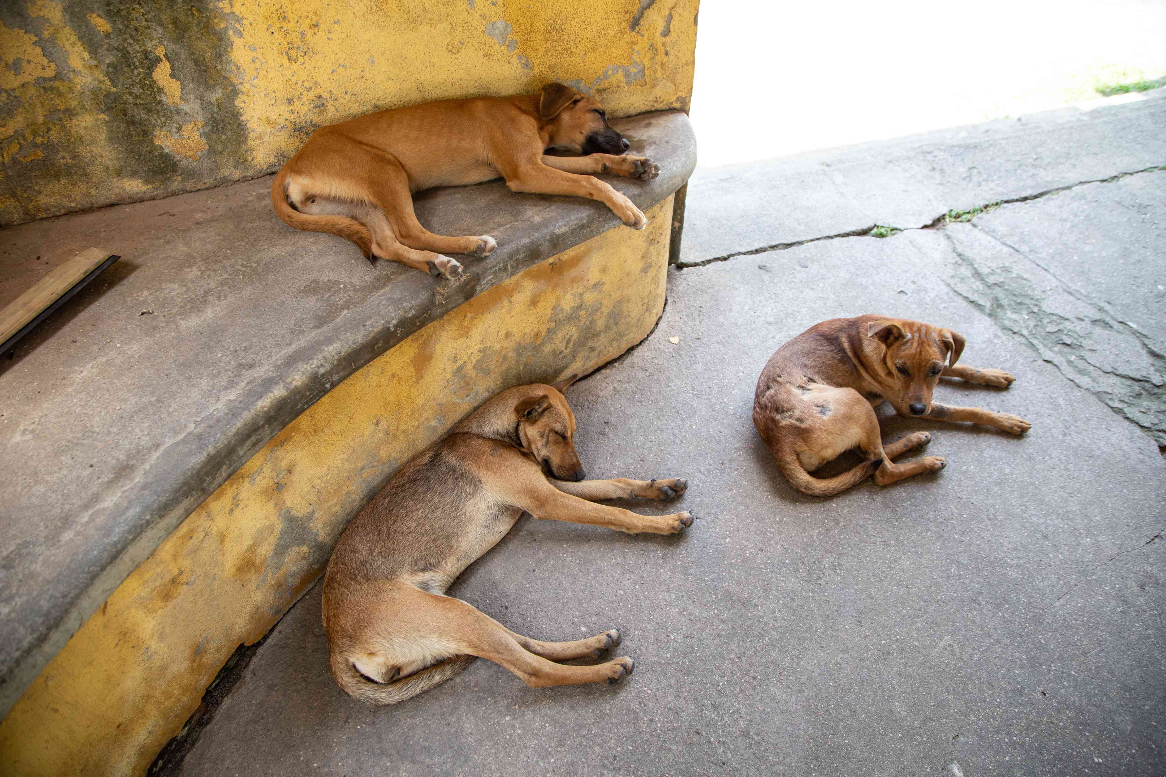 Patan Mornings: Tea, Dogs & Jeri Swari — photo 2